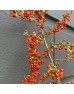 Pyracantha (Imported) - (Per Bundle) Pyracantha (Imported) - (Per Bundle)
