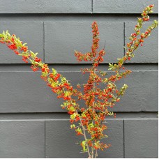 Pyracantha (Imported) - (Per Bundle)
