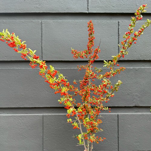 Pyracantha (Imported) - (Per Bundle) Pyracantha (Imported) - (Per Bundle)