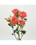 Rose Spray (Imported) - Apricot Juice Terrace (10 Stems) 