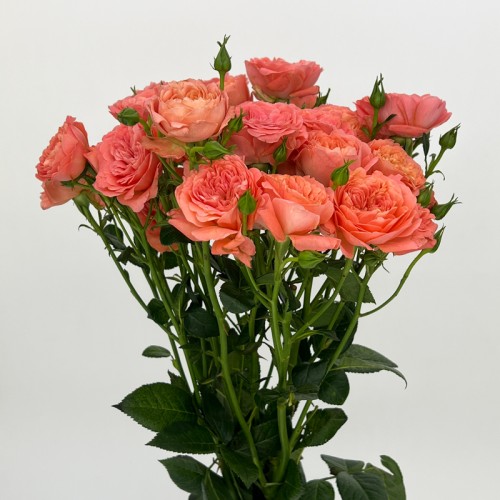 Rose Spray (Imported) - Apricot Juice Terrace (10 Stems) 