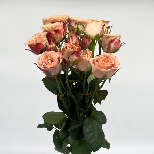 Rose Spray (Imported) - Cappuccino (10 Stems)