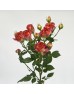 Rose Spray (Imported) - Chocolate Bubble (10 Stems) Rose Spray (Imported) - Chocolate Bubble (10 Stems)