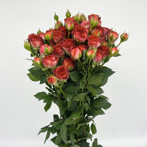Rose Spray (Imported) - Chocolate Bubble (10 Stems) Rose Spray (Imported) - Chocolate Bubble (10 Stems)