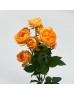 Rose Spray (Imported) - Juice Terrace (10 Stems) Rose Spray (Imported) - Juice Terrace (10 Stems)