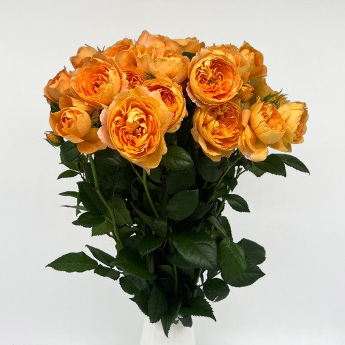 Rose Spray (Imported) - Juice Terrace (10 Stems) Rose Spray (Imported) - Juice Terrace (10 Stems)