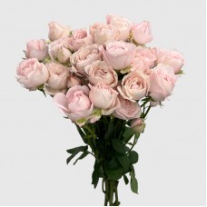 Rose Spray (Imported) - Kiss Of Fairy (10 Stems) Rose Spray (Imported) - Kiss Of Fairy (10 Stems)