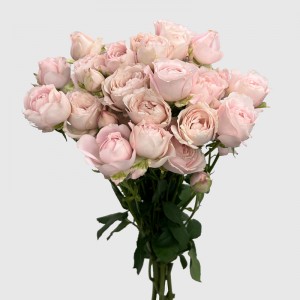 Rose Spray (Imported) - Kiss Of Fairy (10 Stems) Rose Spray (Imported) - Kiss Of Fairy (10 Stems)