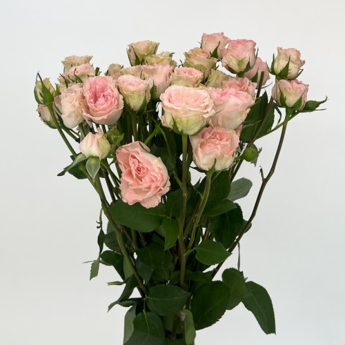 Rose Spray (Imported) - Mermaid Princess (10 Stems) 
