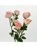 Rose Spray (Imported) - Mermaid Princess (10 Stems) 