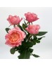 Rose Spray (Imported) - Mikoto (10 Stems) 