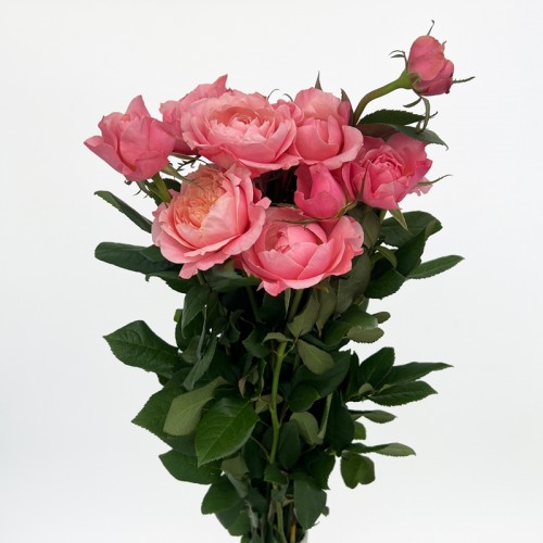 Rose Spray (Imported) - Mikoto (10 Stems) 