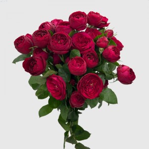 Rose Spray (Imported) - Red Lace (10 Stems) Rose Spray (Imported) - Red Lace (10 Stems)