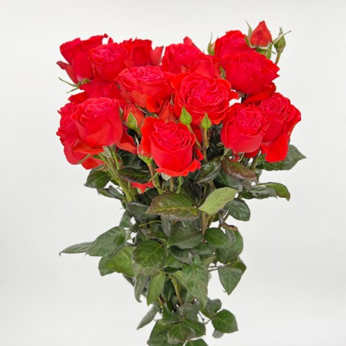 Rose Spray (Imported) - Chili Red (10 Stems)