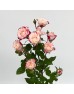 Rose Spray (Imported) - Refringence (10 Stems) 