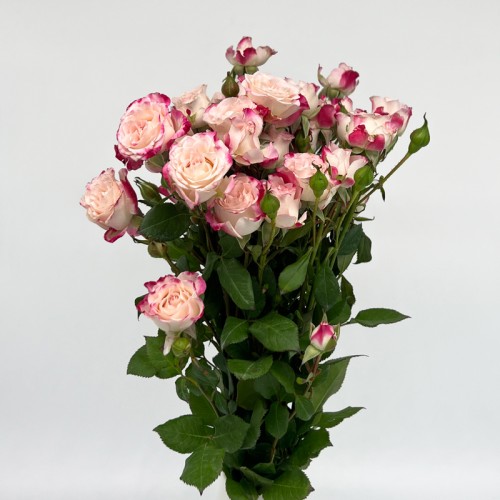 Rose Spray (Imported) - Refringence (10 Stems) 