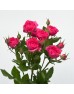 Rose Spray (Imported) - Sophie (10 Stems) 