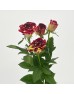 Rose Spray (Imported) - Star Shower (10 Stems) 