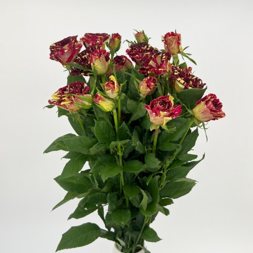 Rose Spray (Imported) - Star Shower (10 Stems) 