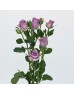 Rose Spray (Imported) - Zixia Fairy (10 Stems) 