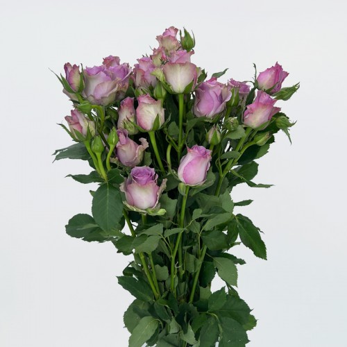 Rose Spray (Imported) - Zixia Fairy (10 Stems) 
