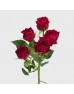 Spray Rose (Imported) - Red (5/10 Stems)
