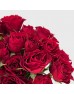 Spray Rose (Imported) - Red (5/10 Stems)
