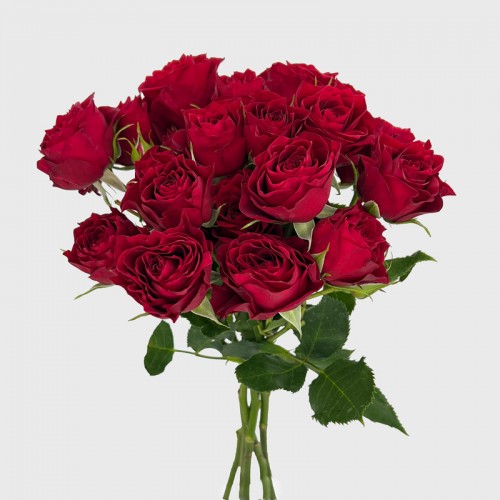 Spray Rose (Imported) - Red (5/10 Stems)