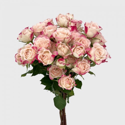 Spray Rose (Imported) - Reflex (5/10 Stems) Spray Rose (Imported) - Reflex (5/10 Stems)