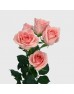Spray Rose (Imported) - Sweet Sara (5/10 Stems)