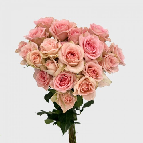 Spray Rose (Imported) - Sweet Sara (5/10 Stems)