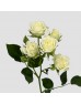 Spray Rose (Imported) - Snowflake White (5/10 Stems)