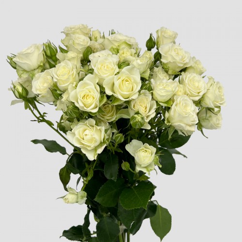 Spray Rose (Imported) - Snowflake White (5/10 Stems)