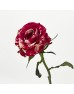 Rose (Imported) - Aquarius (10 Stems) Rose (Imported) - Aquarius (10 Stems)