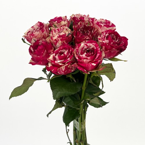 Rose (Imported) - Aquarius (10 Stems) Rose (Imported) - Aquarius (10 Stems)