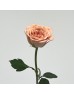 Rose (Imported) - Cappuccino (10 Stems) Rose (Imported) - Cappuccino (10 Stems)