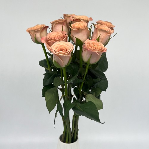 Rose (Imported) - Cappuccino (10 Stems) Rose (Imported) - Cappuccino (10 Stems)