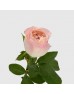Rose (Imported) - Catherine (10 Stems)