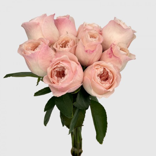 Rose (Imported) - Catherine (10 Stems)