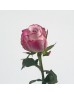 Rose (Imported) - Charisma (10 Stems)