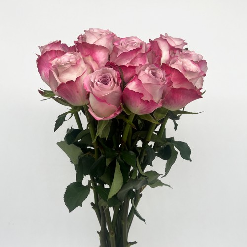 Rose (Imported) - Charisma (10 Stems)