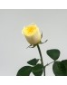 Rose (Imported) - Cream Cup (10 Stems)