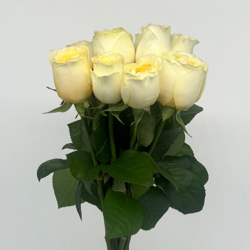 Rose (Imported) - Cream Cup (10 Stems)