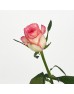 Rose (Imported) - Essar (10 Stems) Rose (Imported) - Essar (10 Stems)