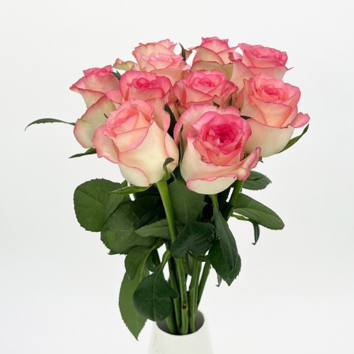 Rose (Imported) - Essar (10 Stems) Rose (Imported) - Essar (10 Stems)