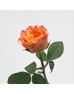 Rose (Imported) - Firebird (10 Stems)