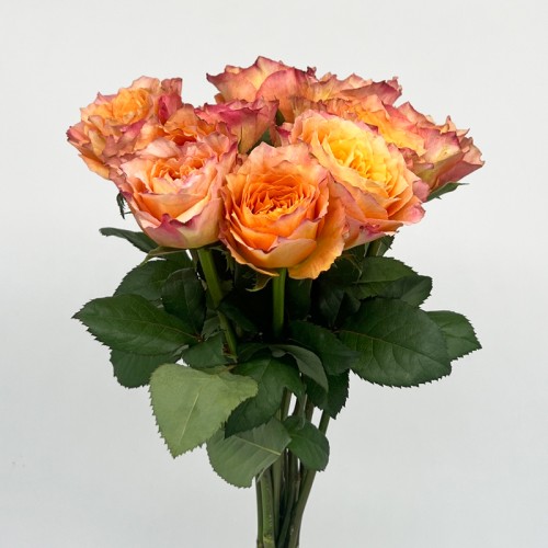 Rose (Imported) - Firebird (10 Stems)