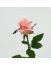 Rose (Imported) - Gleam (10 Stems)