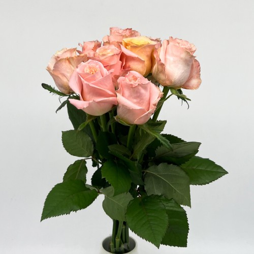 Rose (Imported) - Gleam (10 Stems)