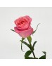 Rose (Imported) - Hector Mosha (10 Stems)